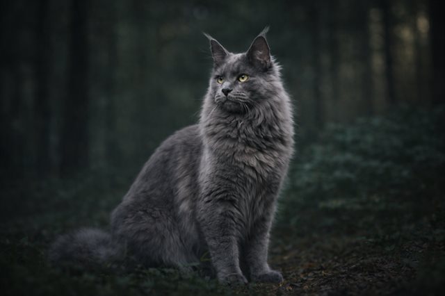 Maine Coon
