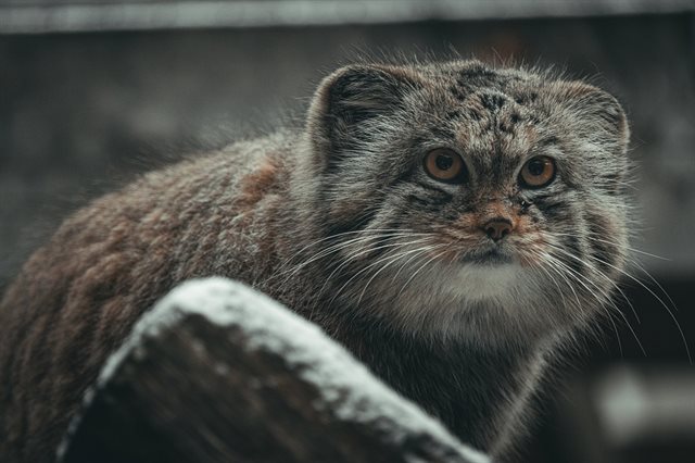 Manul – divoká kočka